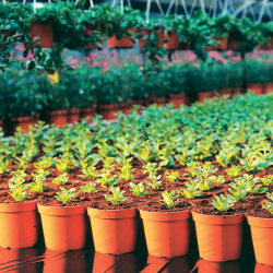 Maceta Terra Plc