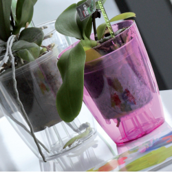 Maceta Orquidea Glamour