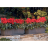 Jardinera Ibol C/Plato