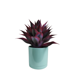 Maceta Maia