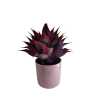 Maceta Maia