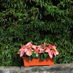 Jardinera Basaltti