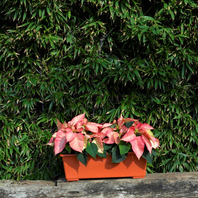 Jardinera Basaltti