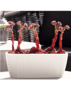 Jardineras